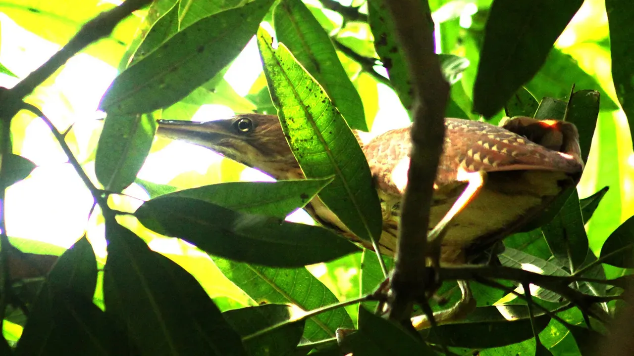 বিলুপ্তির পথে সতর্ক লাজুক পাখি নলঘোঙ্ঘা