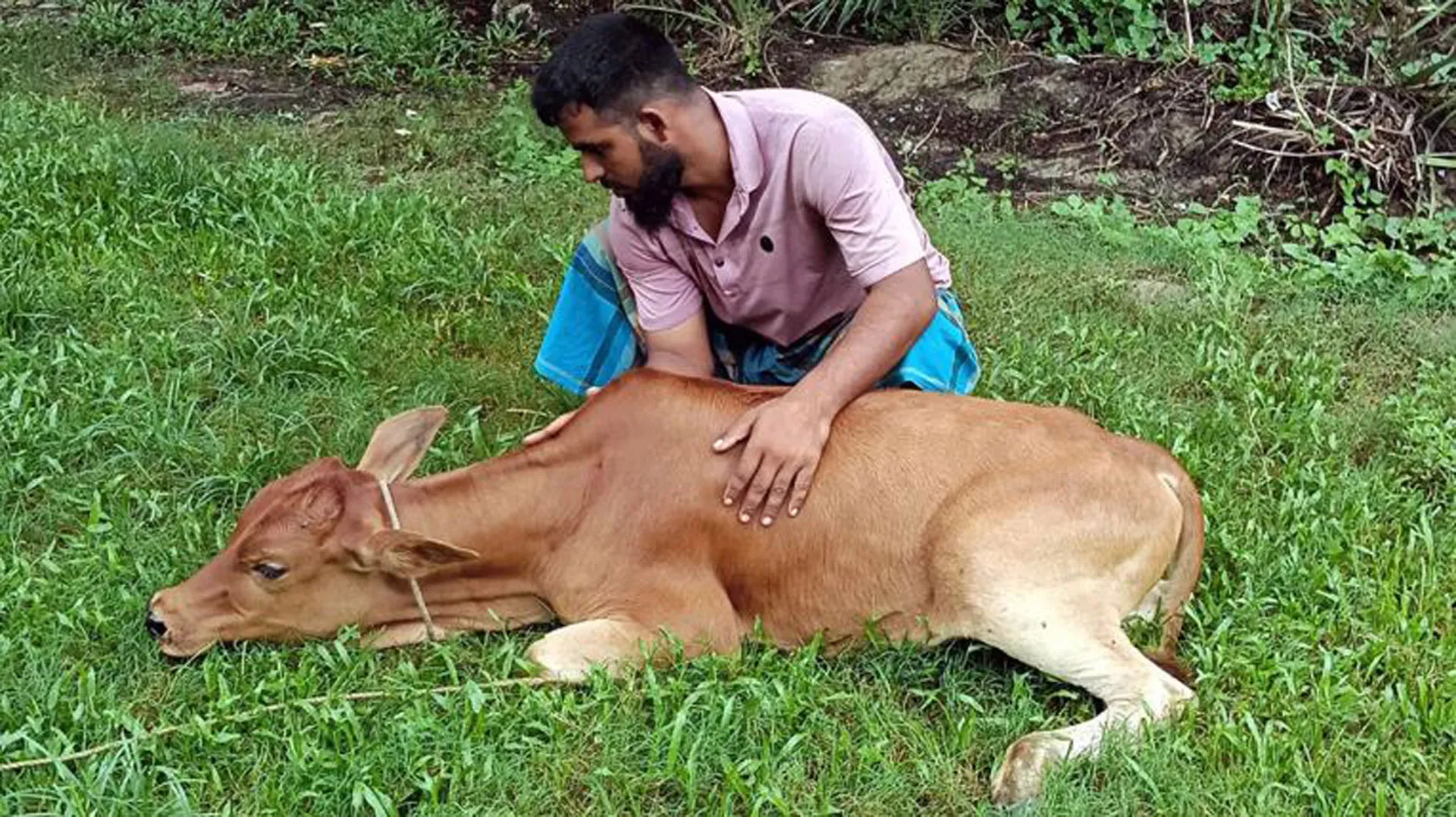  পটুয়াখালীতে লাম্পি স্কিন রোগ নিয়ে মহাবিপদে খামারিরা