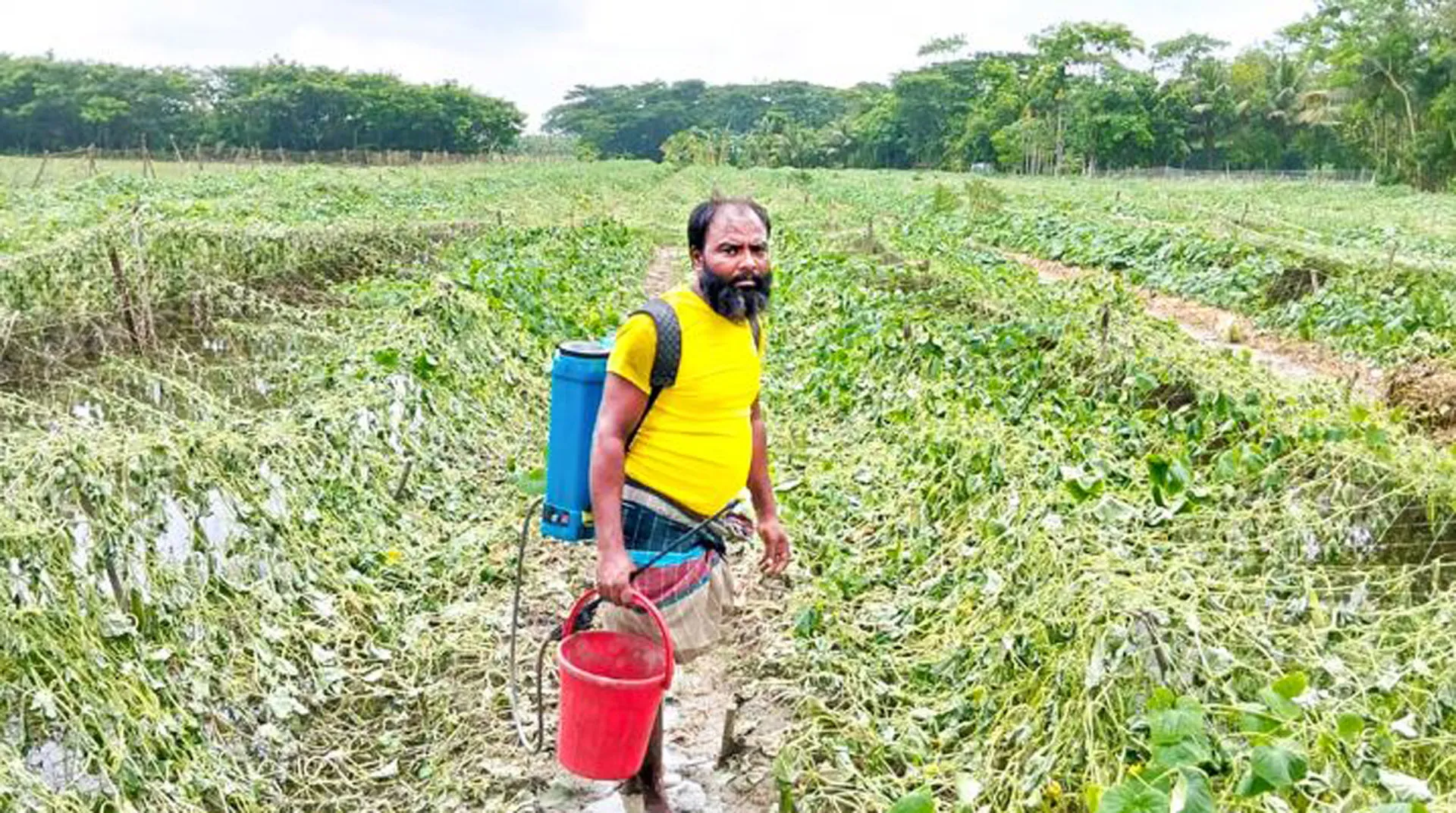 ভোলায় নিম্নচাপের প্রভাবে কৃষির ক্ষতি চার কোটি টাকা
