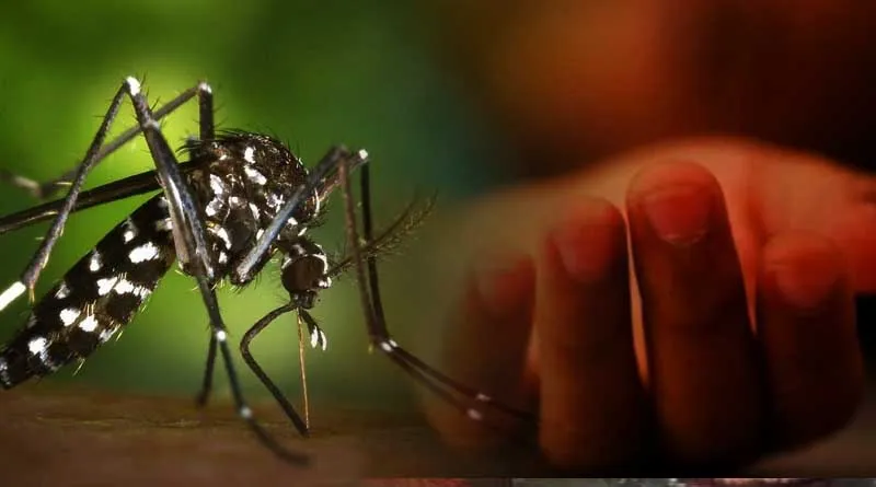 বরগুনায় ডেঙ্গু আক্রান্তে একদিনে ২ জনের মৃত্যু
