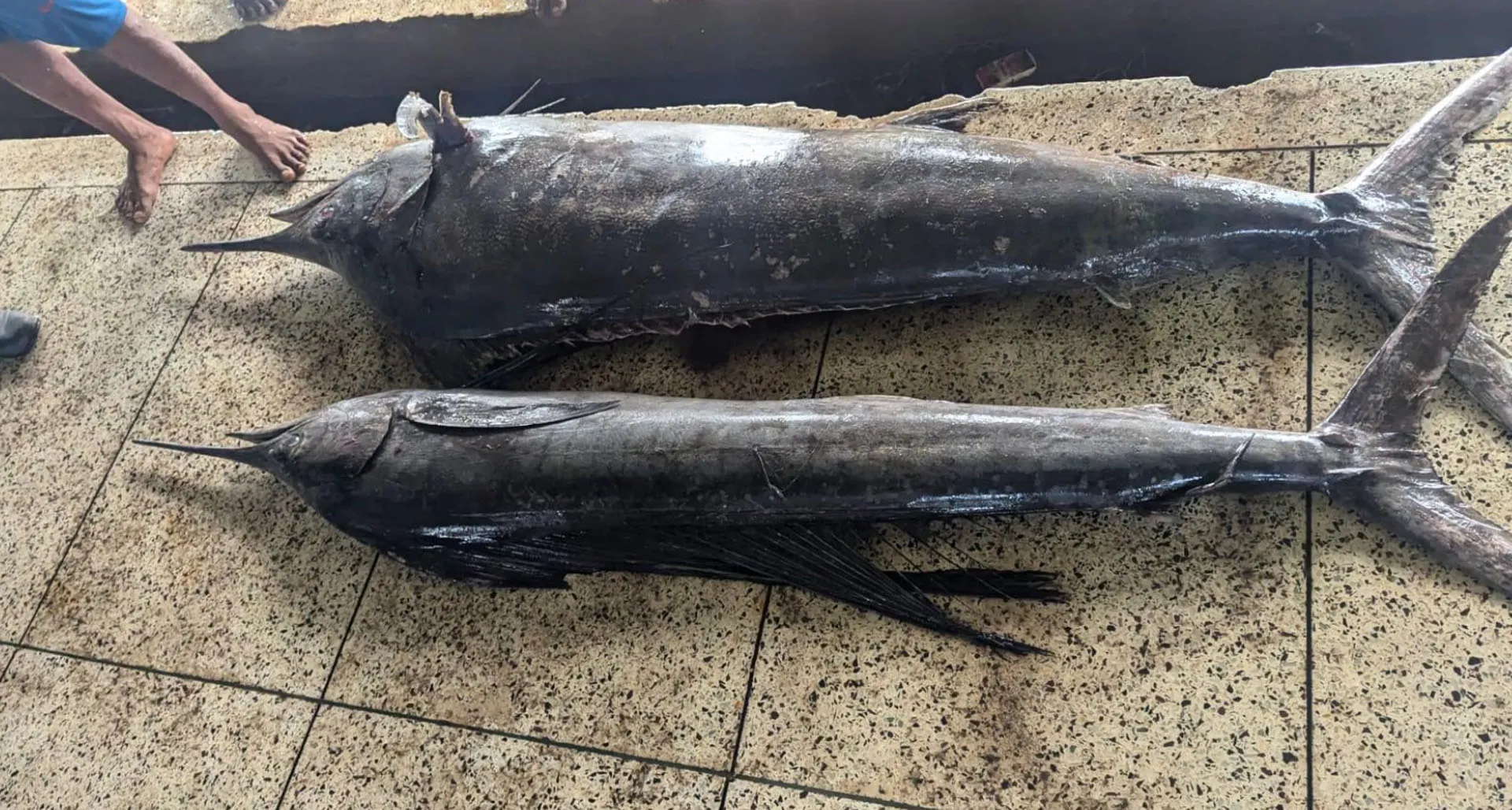 গভীর সমুদ্রে ধরা পড়ল দু'টি বিরল পাখিমাছ 