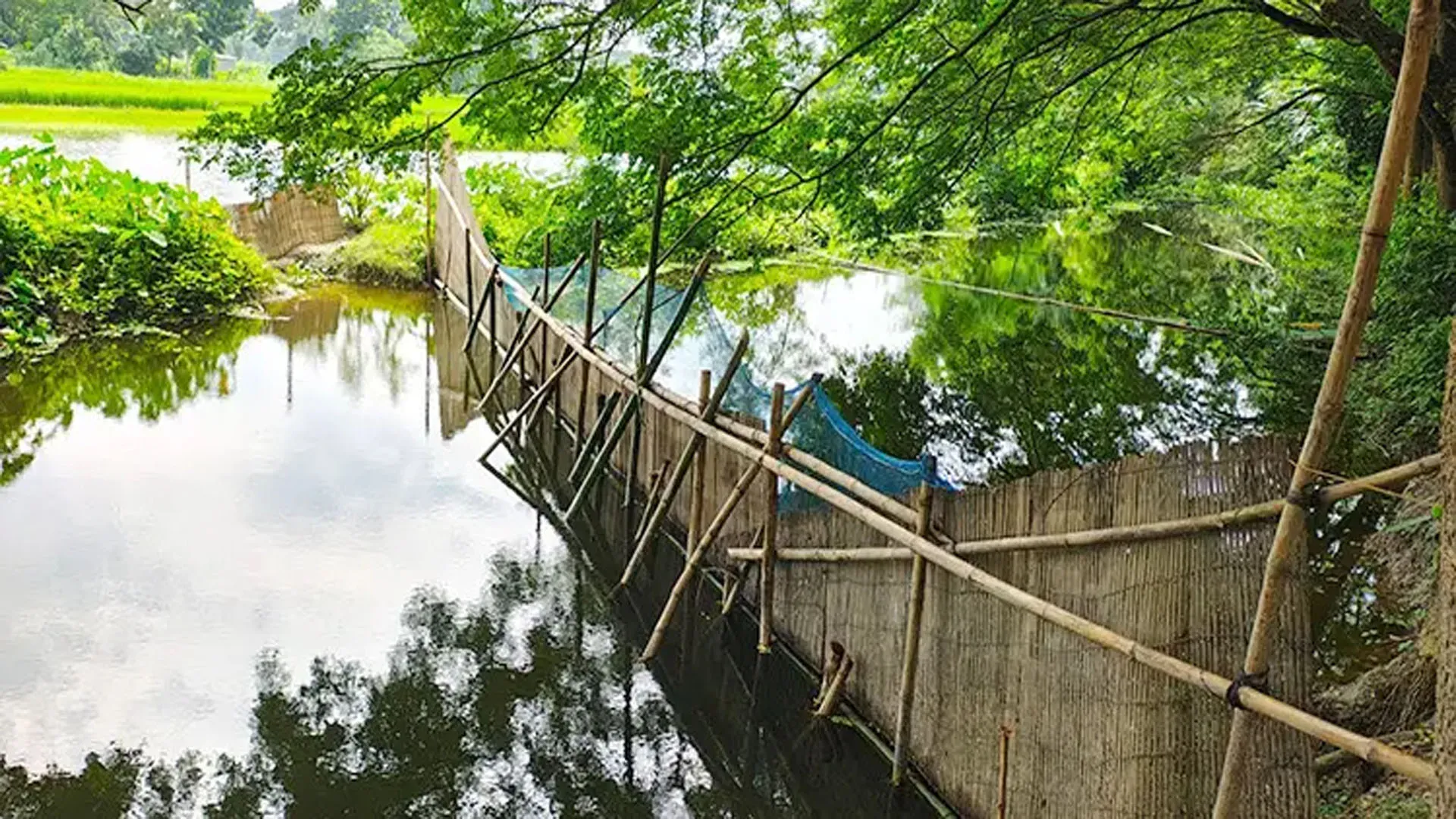 সরকারি খাল দখল করে যুবদল নেতার মাছ চাষ