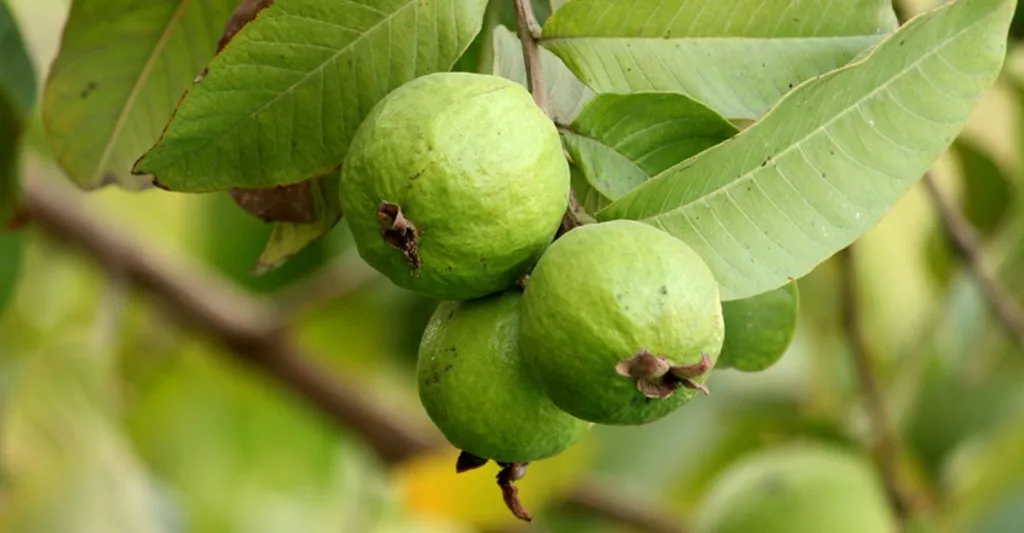 বরিশালে ভিটামিন ‘সি' সমৃদ্ধ জনপ্রিয় ফল পেয়ারা উৎপাদন বাড়ছে