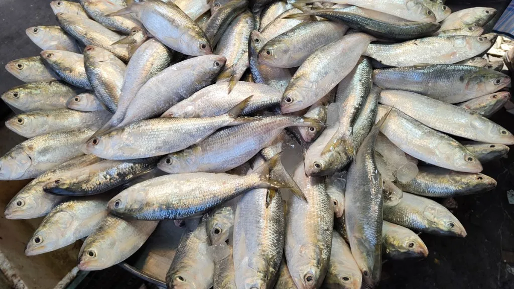 জাটকা ইলিশে সয়লাব বাজার, তদারকি নেই প্রশাসনের
