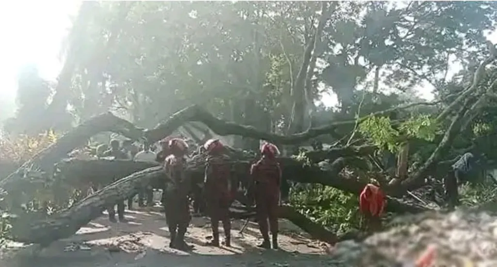 ঢাকা-বরিশাল মহাসড়কে গাছ ফেলে বিক্ষোভ, তীব্র যানজট