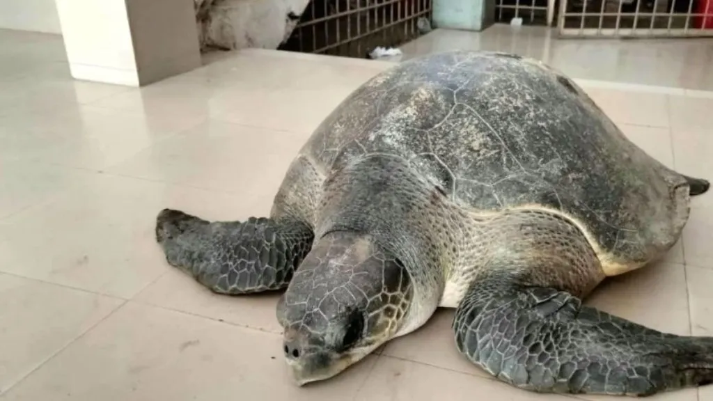 ‘বস্তা খুলতেই ৫০ কেজি ওজনের বিরল কচ্ছপ’