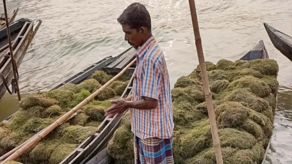 কোটি টাকার শ্যাওলা বিক্রি হয় পিরোজপুরের যে হাটে