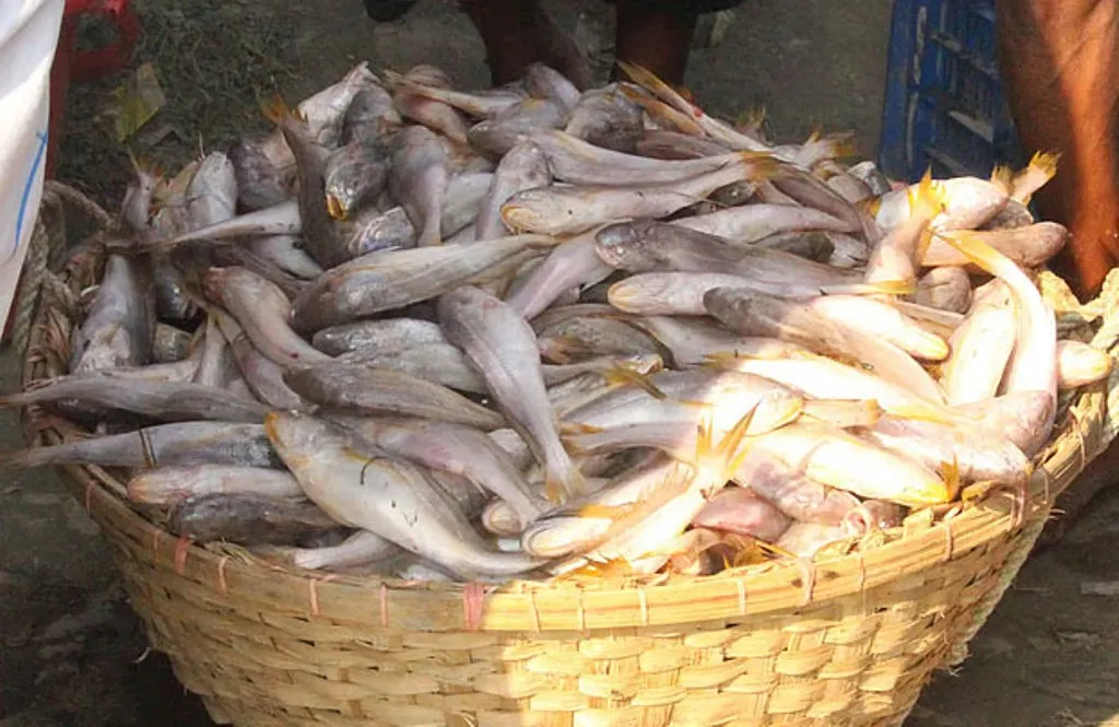 ভোলার মেঘনায় ঝাঁকে ঝাঁকে উঠছে পোয়া মাছ