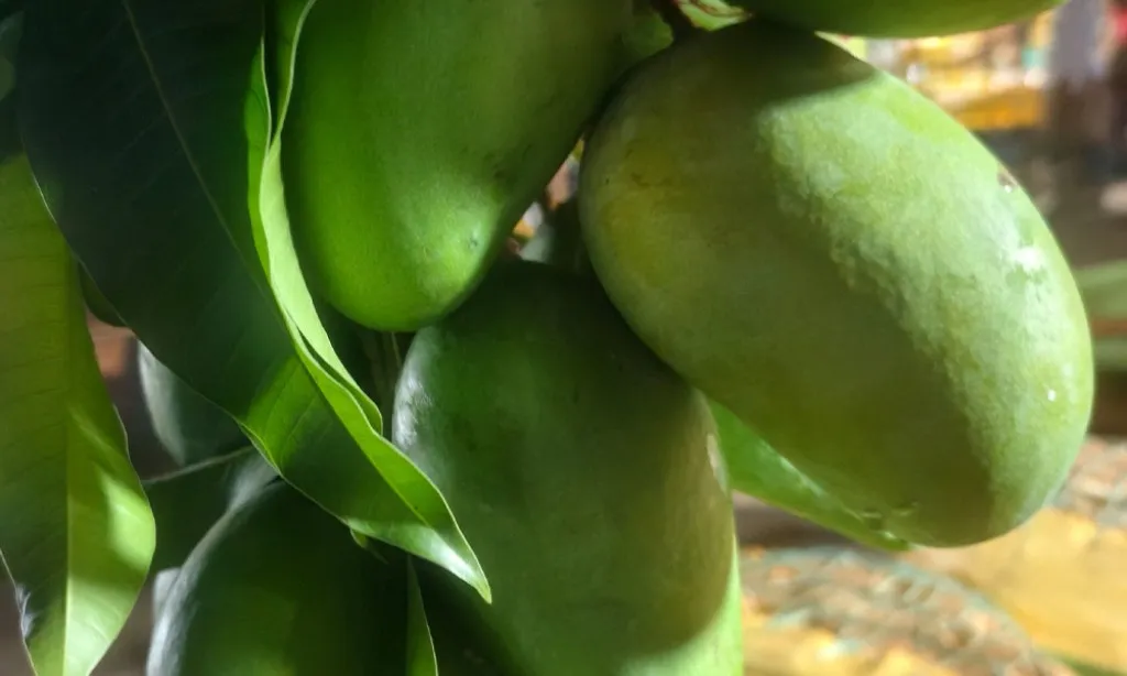 বাজারে মিলছে কাঁচা আম, কেজি ৫০০