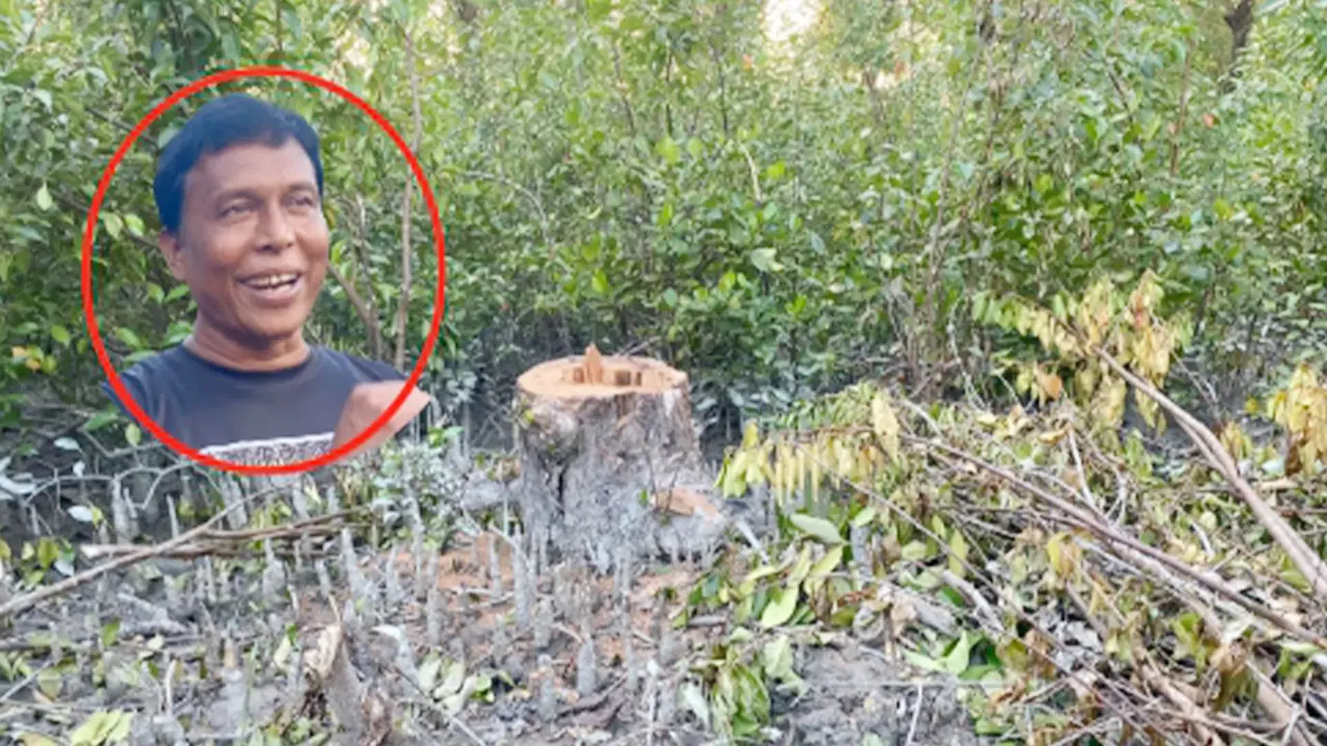 কর্মকর্তার যোগসাজশে উজার হচ্ছে বন!