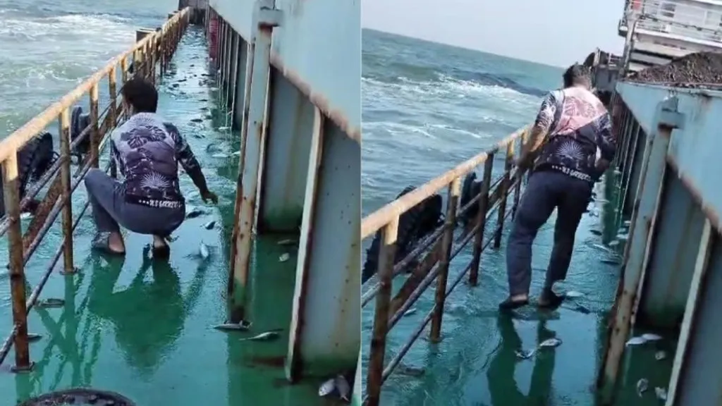সমুদ্র থেকে কয়লাবাহী জাহাজে লাফিয়ে উঠলো শত শত ইলিশ