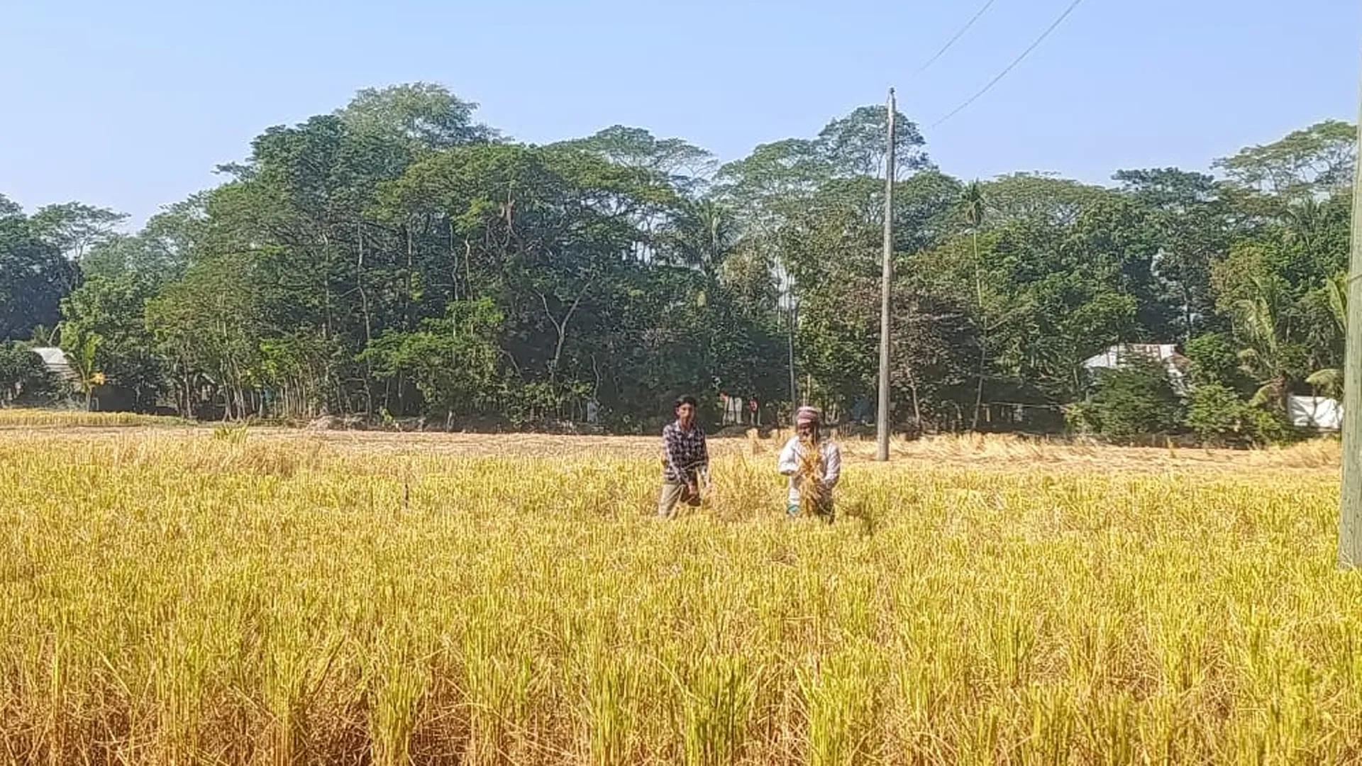 সোনালি ধানে ভরে উঠেছে মাঠ, দুমকিতে নবান্ন উৎসবে মাতোয়ারা কৃষক
