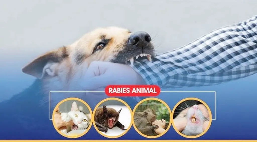 কুকুর ও বিড়ালের কামড়ের ভ্যাকসিন নেই বরিশালে