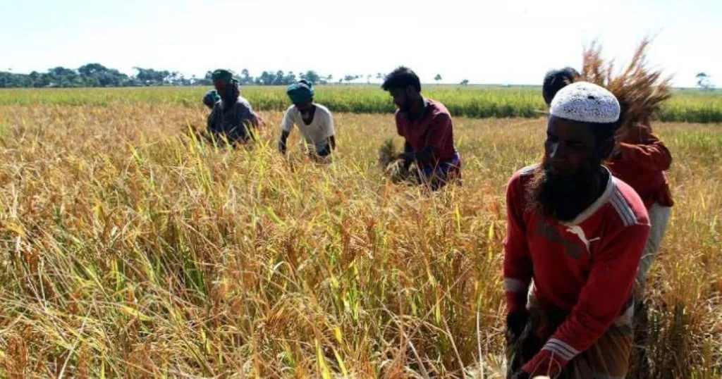 দাম সংকটে কৃষক, বরিশাল অঞ্চলে কৃষকের ঘরে ২৩.৬৫ লাখ টন আমন চাল