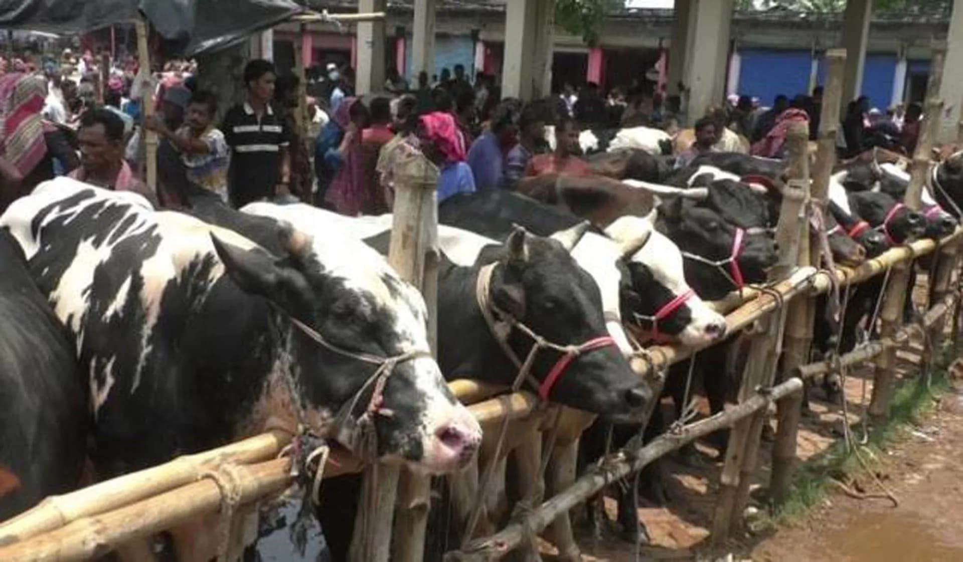 যশোরের বাগআঁচড়া সাতমাইল পশুহাট শেষ মুহূর্তে জমে উঠেছে