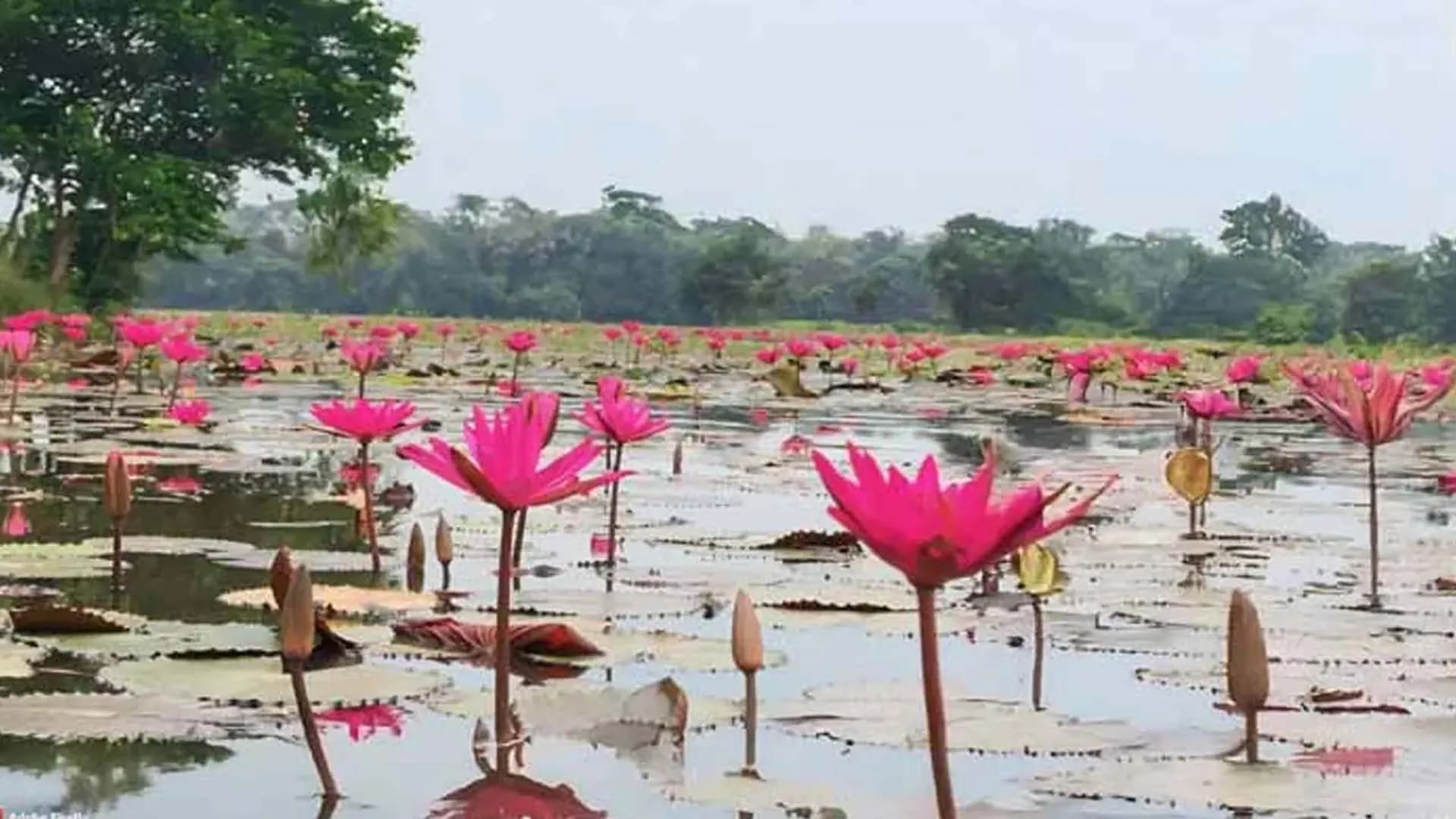 শাপলা বিলে নৌকা ডুবে দুই বন্ধুর মৃত্যু