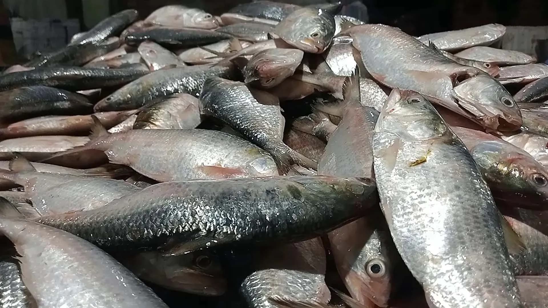এক ট্রলারে ধরা পড়ল ৬০ মণ ইলিশ, বিক্রি সাড়ে ৩৫ লাখ