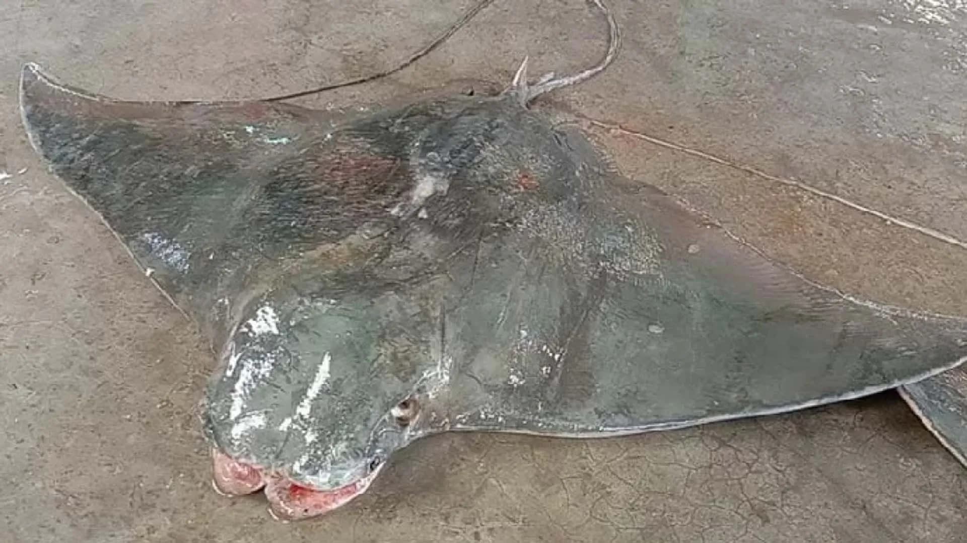 কুয়াকাটায় জেলের জালে ধরা পড়লো বিরল প্রজাতির একটি বাদুর মাছ 