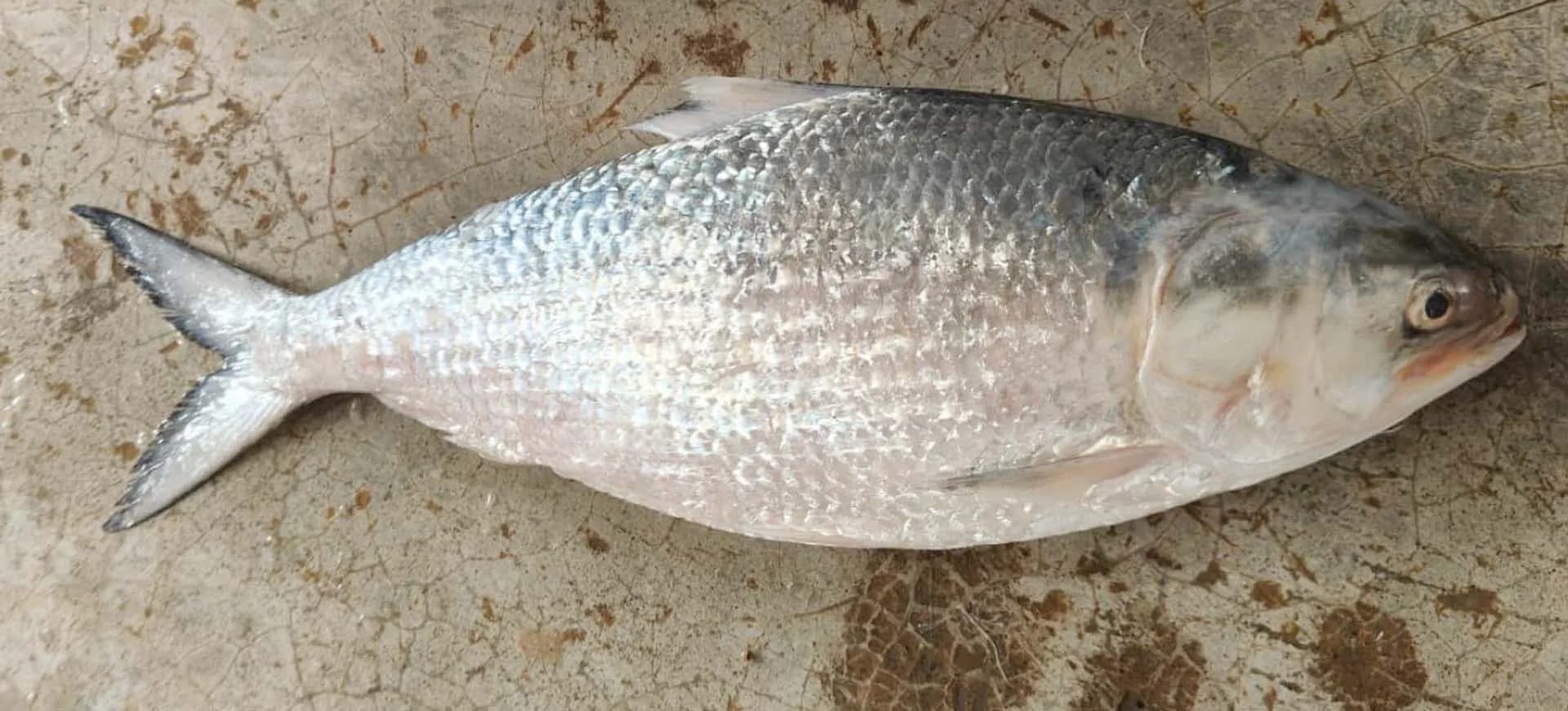 বঙ্গোপসাগরের এক ইলিশ বিক্রি ৬ হাজার 