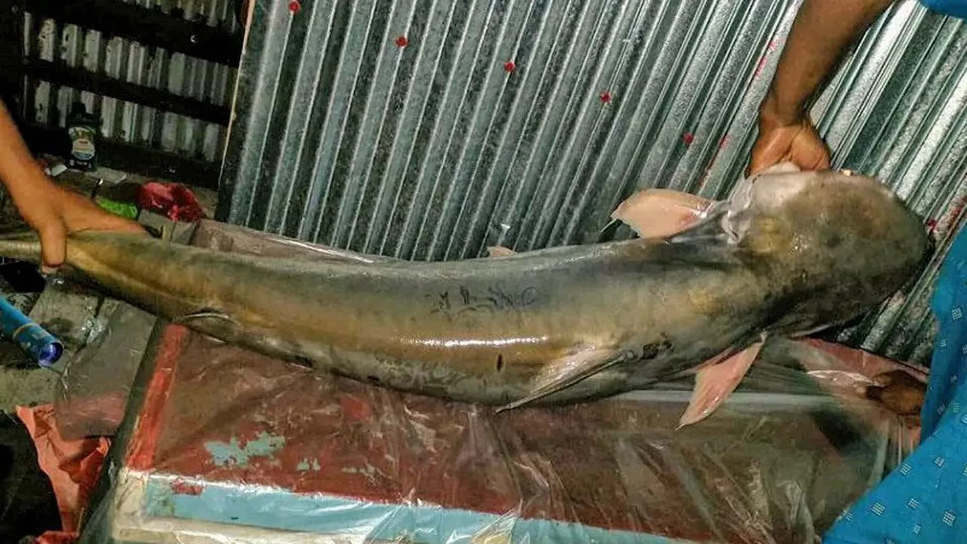 বরগুনায় এক পাঙাস সাড়ে ২৩ হাজারে বিক্রি