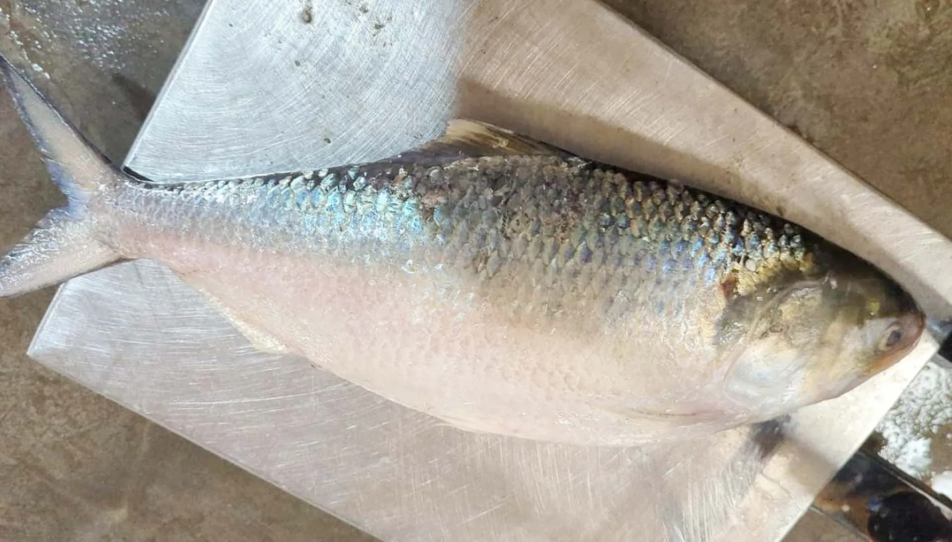 কুয়াকাটায় এক ইলিশ বিক্রি হলো ৫ হাজারে 