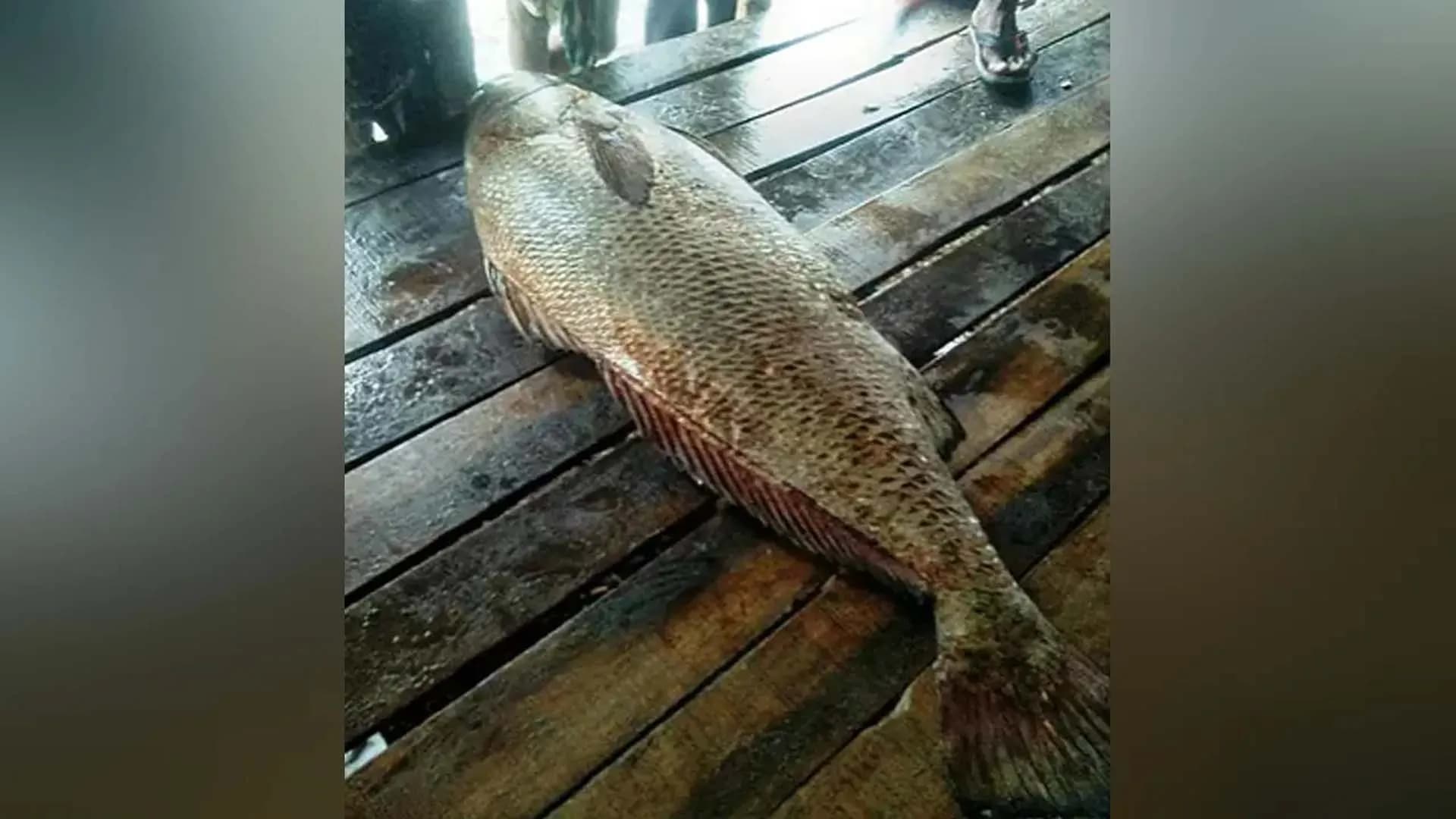 বঙ্গোপসাগরের সাড়ে ৪ কেজির কালো পোয়া ৭২ হাজারে বিক্রি