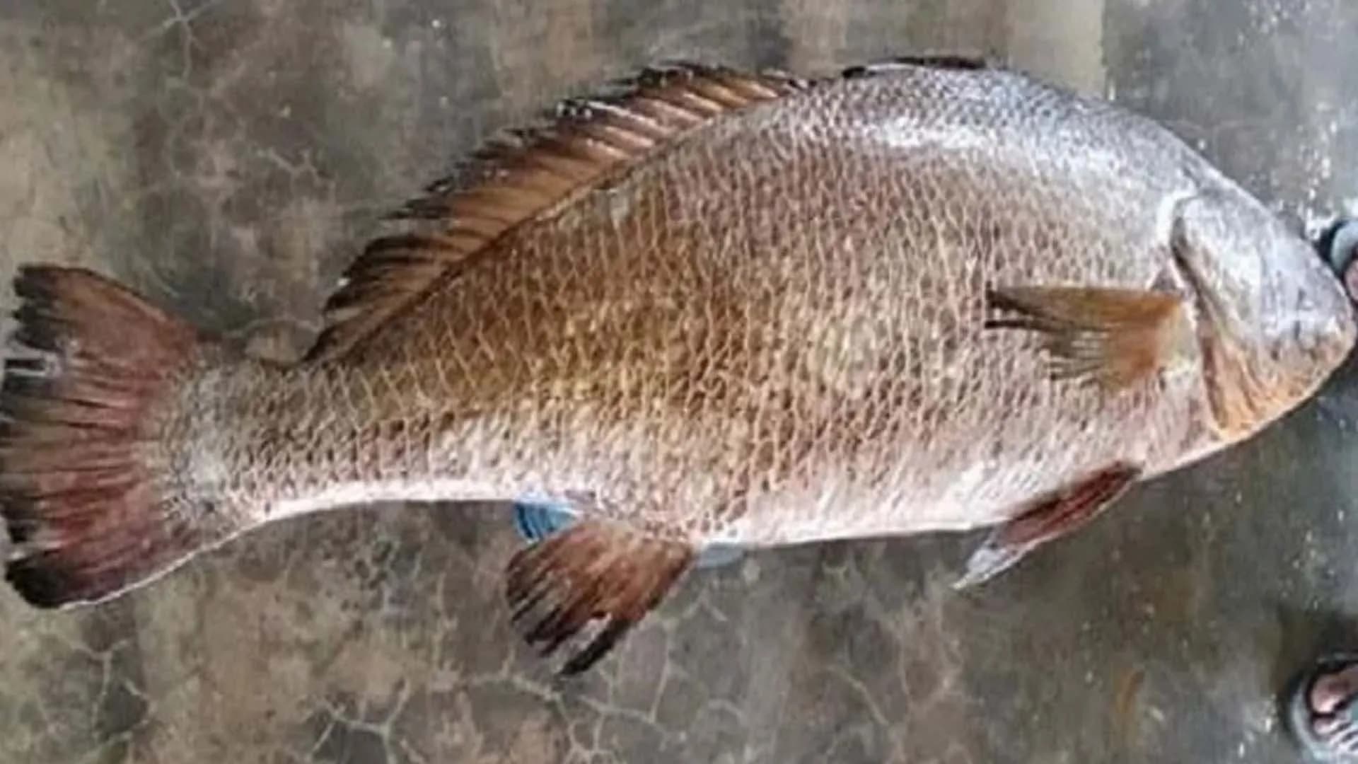 জেলের জালে ধরা পড়ল বিরল কালো পোয়া, বিক্রি হলো ৭২ হাজার টাকায়