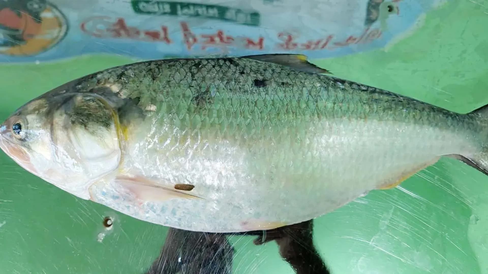 কুয়াকাটায় এক ইলিশের দাম প্রায় ৯ হাজার