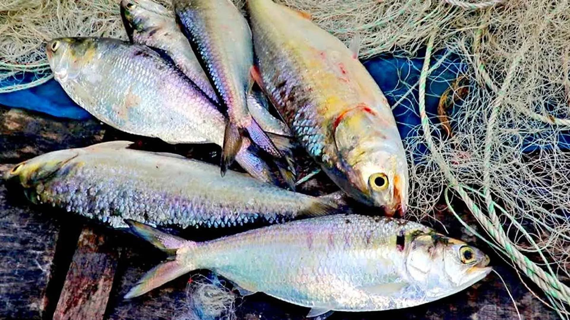 বরিশালে মা ইলিশ রক্ষায় পাহারায় ড্রোন