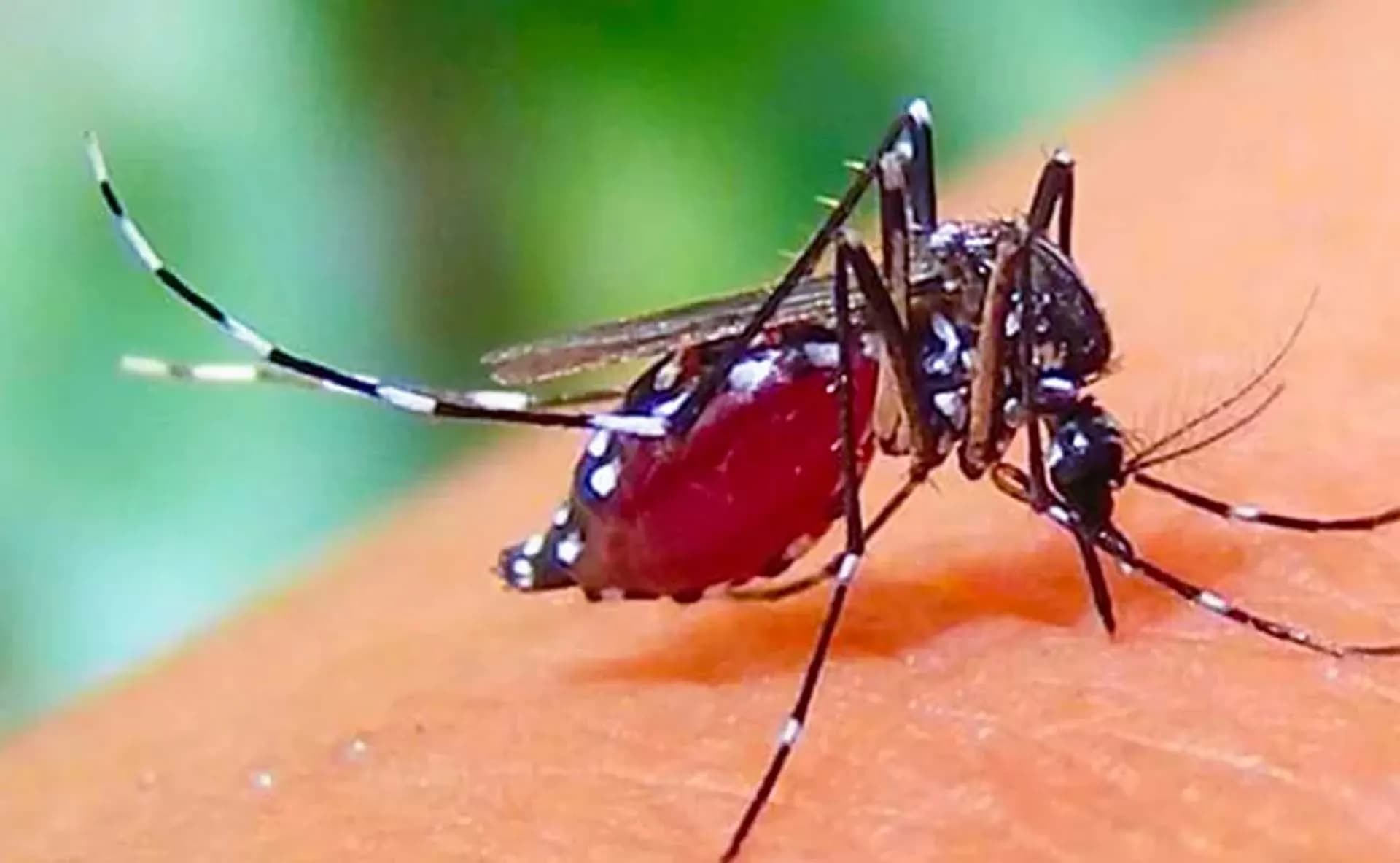 ডেঙ্গুতে আরও ৯ জনের মৃত্যু