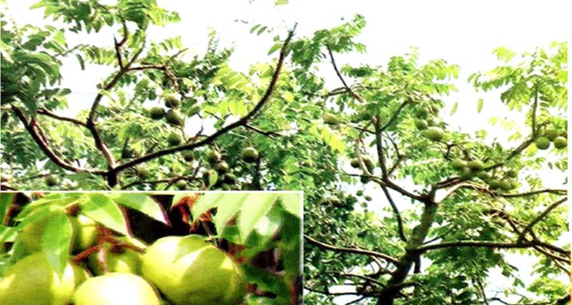 বরিশালের আমড়া দেশ ছাড়িয়ে উপমহাদেশেও জনপ্রিয়