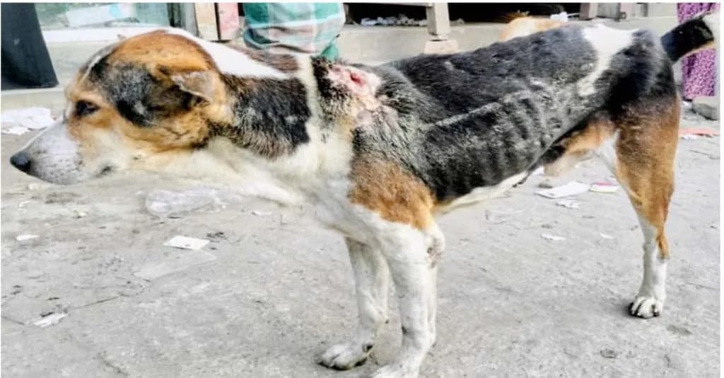 বাকেরগঞ্জ পৌরসভায় অসুস্থ বেওয়ারিশ কুকুরের উপদ্রব, রোগ জীবাণু ছড়ানোর আশঙ্কা