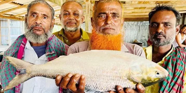 এক ইলিশের দাম ১১ হাজার