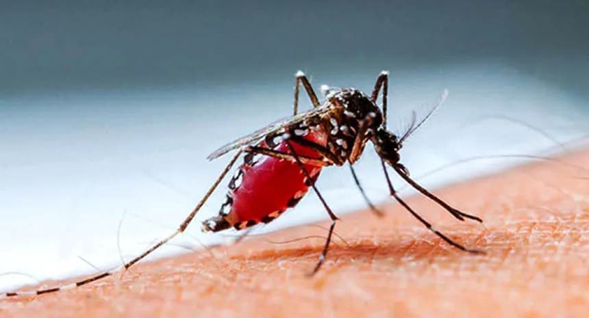 বরিশাল বিভাগে ডেঙ্গু আক্রান্তের সংখ্যা ১৮ হাজার ছাড়িয়েছে, মৃত্যু ৪৪ জনের