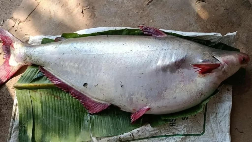 পায়রায় ধরা পড়ল ১৮ কেজির পাঙাশ, দাম কত জানেন?