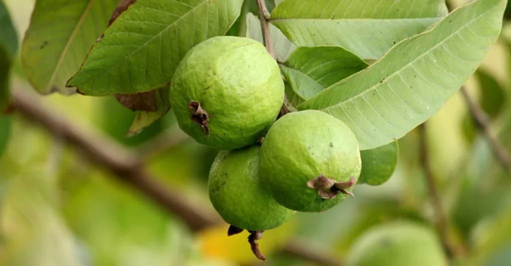 বরিশালে ভিটামিন ‘সি' সমৃদ্ধ জনপ্রিয় ফল পেয়ারা উৎপাদন বাড়ছে