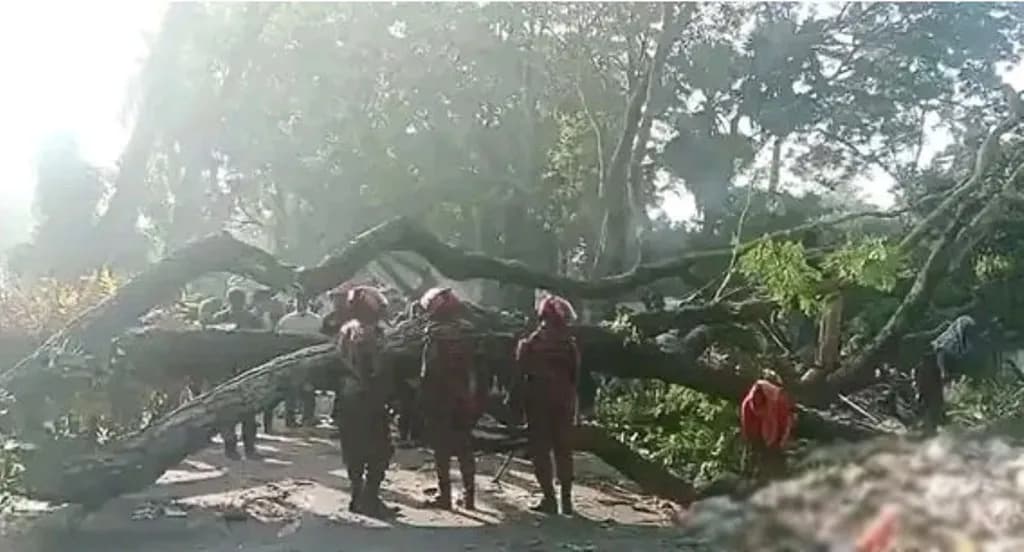 ঢাকা-বরিশাল মহাসড়কে গাছ ফেলে বিক্ষোভ, তীব্র যানজট