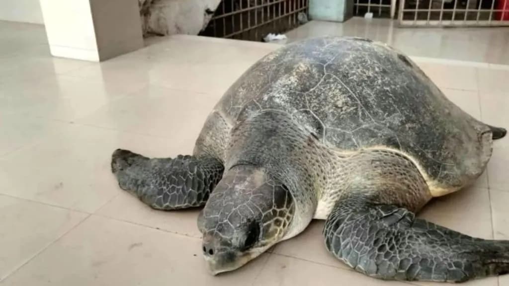 ‘বস্তা খুলতেই ৫০ কেজি ওজনের বিরল কচ্ছপ’