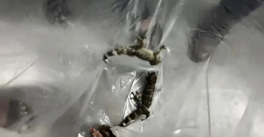 চুয়াডাঙ্গায় তিন তক্ষকসহ আটক ১