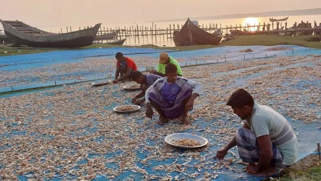 মৌসুমের শুরুতেই কুয়াকাটায় শুঁটকি পল্লীতে ব্যস্ত সময় পার করছেন ব্যবসায়ীরা