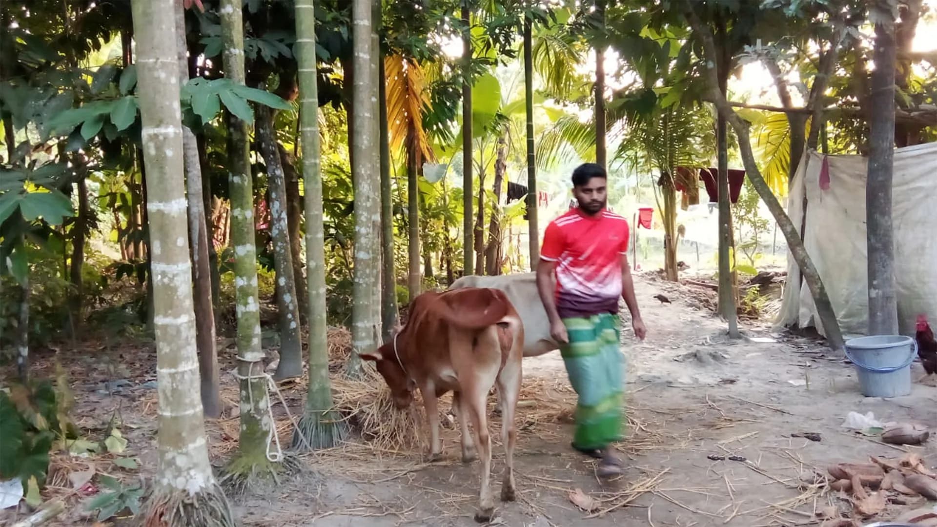 পাওনা টাকার জেরে কৃষকের গরু নিয়ে গেলেন জামায়াত নেতা!