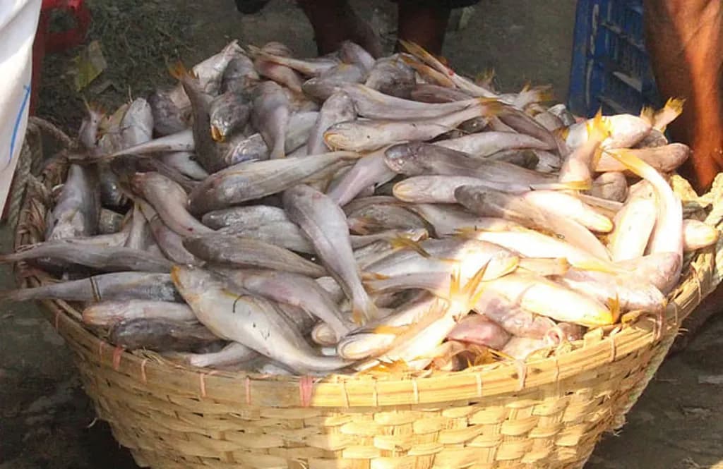 ভোলার মেঘনায় ঝাঁকে ঝাঁকে উঠছে পোয়া মাছ