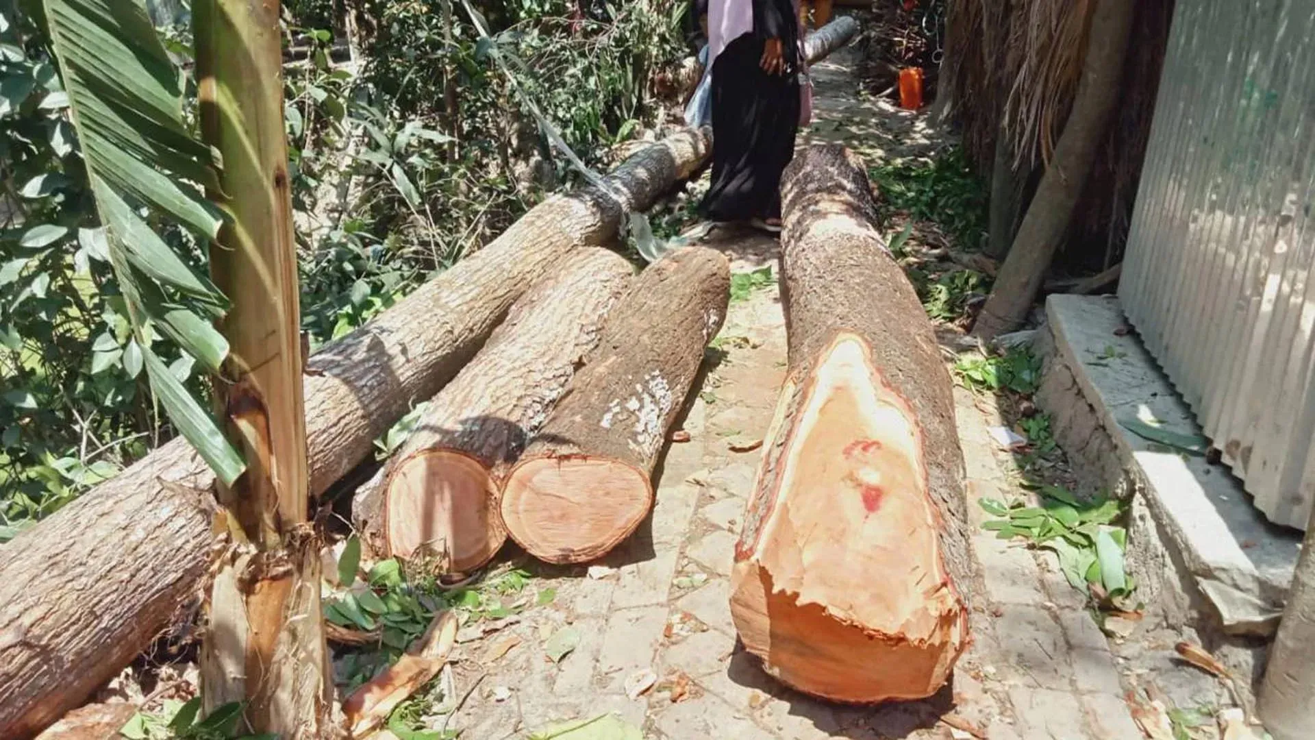 পিরোজপুরে সরকারি গাছ কেটে নিচ্ছেন যুবলীগ নেতা, এলাকাবাসীর আপত্তি