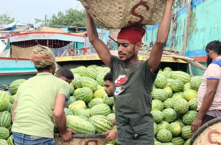 বরিশালে তরমুজের ন্যায্য দাম না পেয়ে হতাশ কৃষক