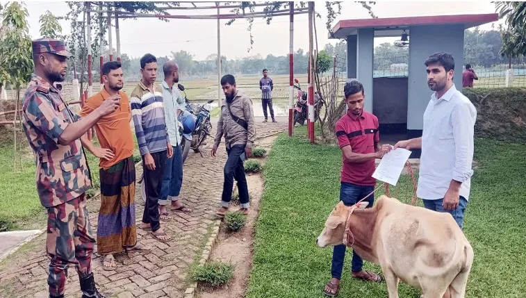 ঈদ সামনে রেখে সীমান্তে সক্রিয় গরু চোরাকারবারিরা