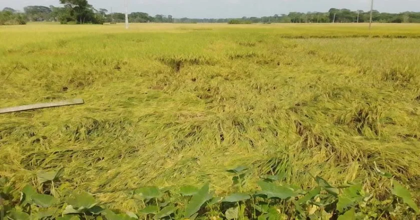 বরিশালে বোরো-মুগসহ ফসলের ক্ষতি ১৫০ কোটি টাকা