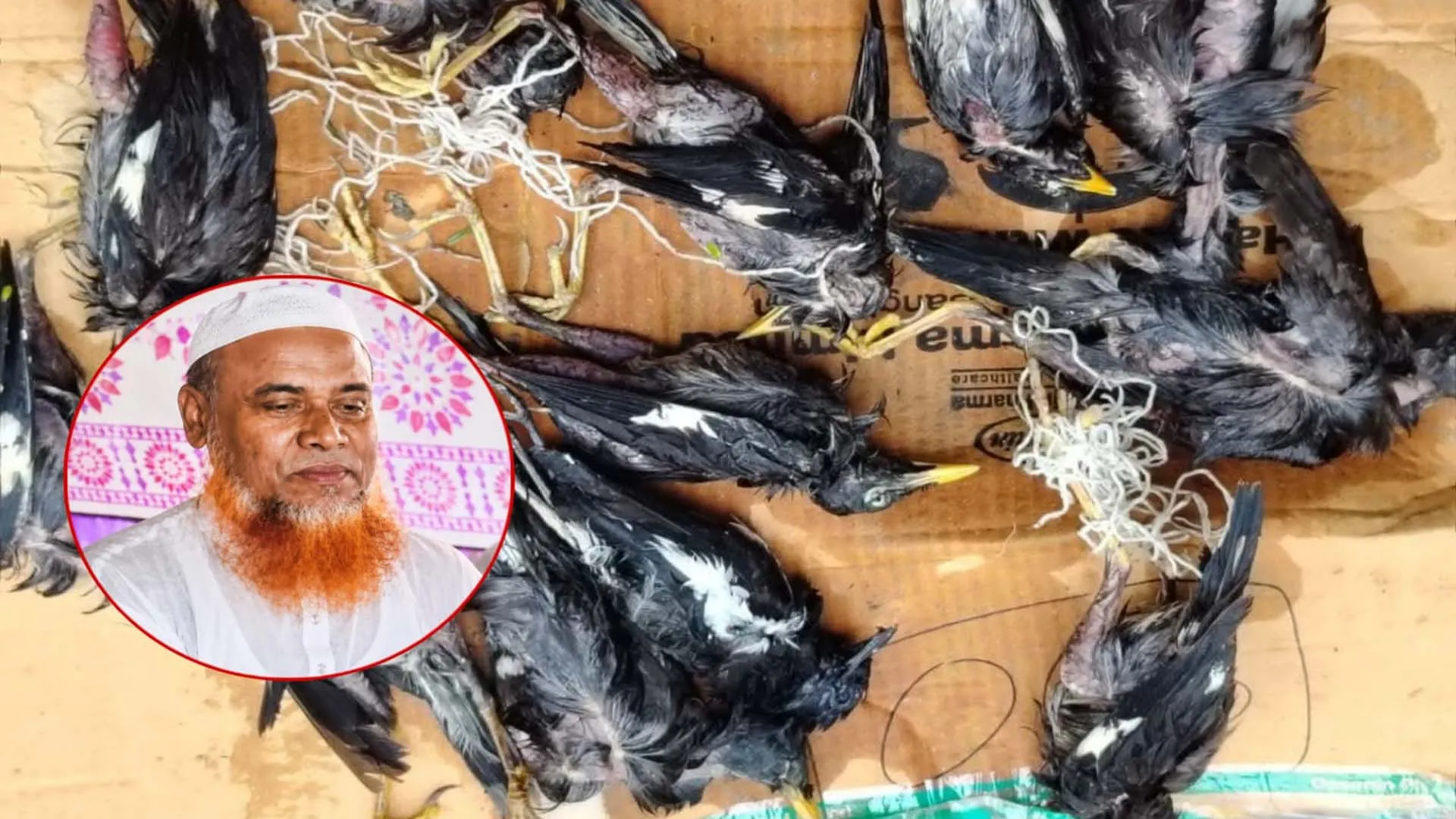 পাখি মেরে পৈশাচিক উল্লাস!