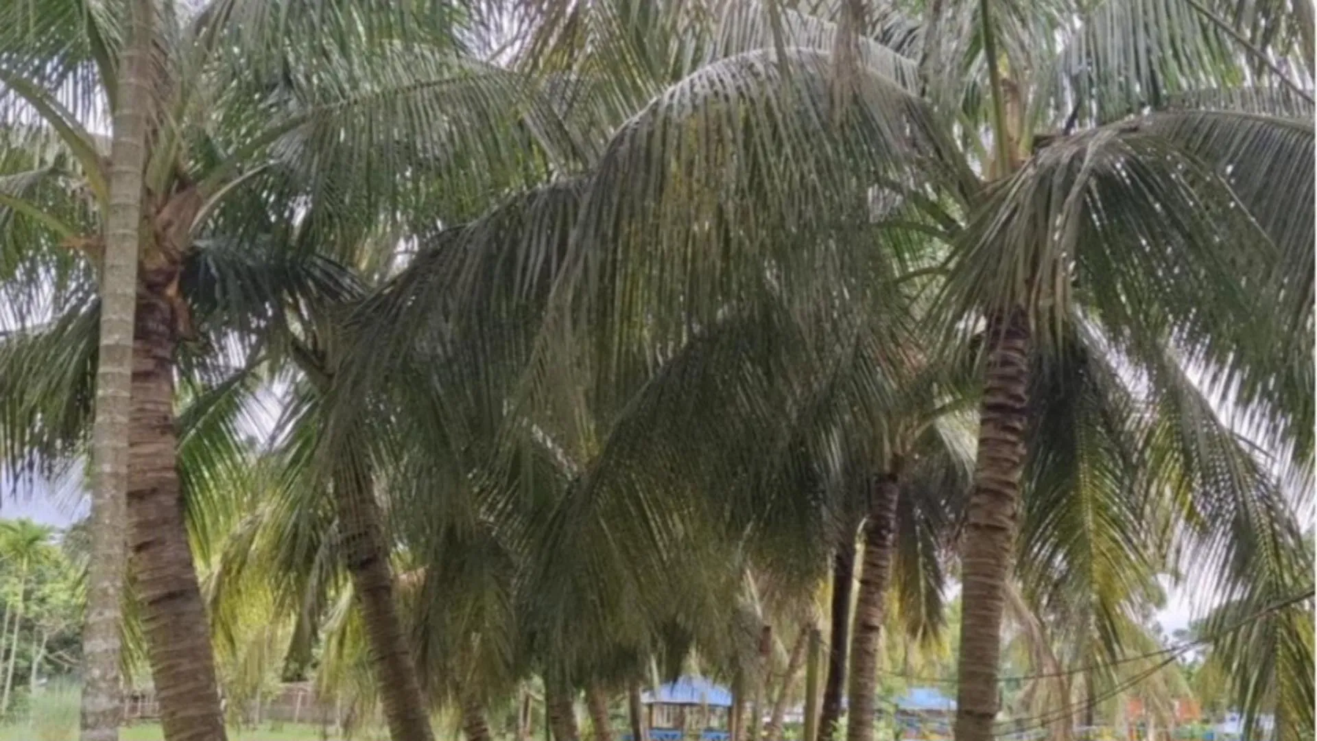 উপকূলীয় অঞ্চল পটুয়াখালীর বাউফলে নারকেল ফলনে ধস