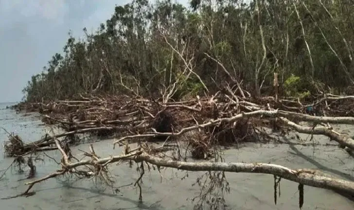 বরগুনার উপকূলে বাড়ছে ভাঙন, হুমকিতে জনপদ